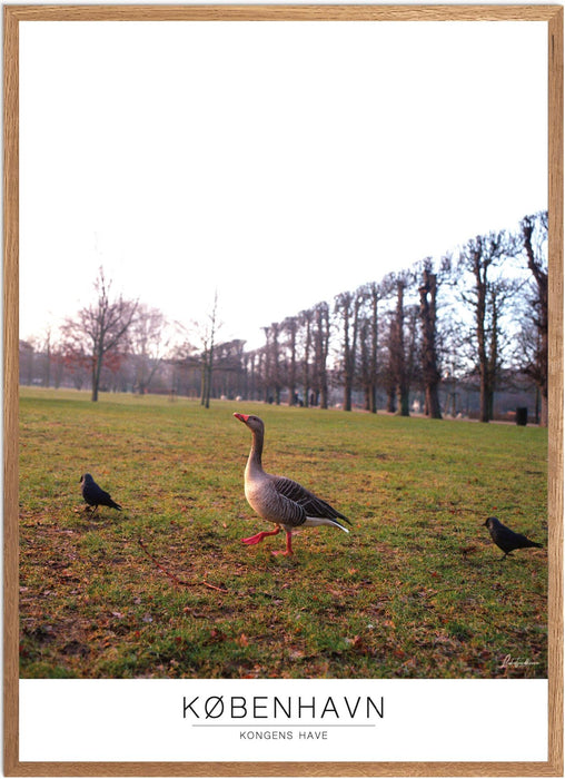København Kongens Have Analog-plakat