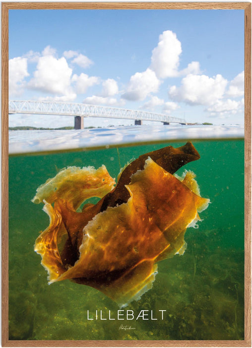 Lillebælt No. 2 Undervands-plakat
