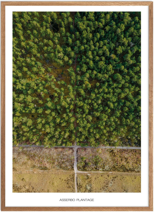 Asserbo Plantage Plakat - Plakatsnedkeren