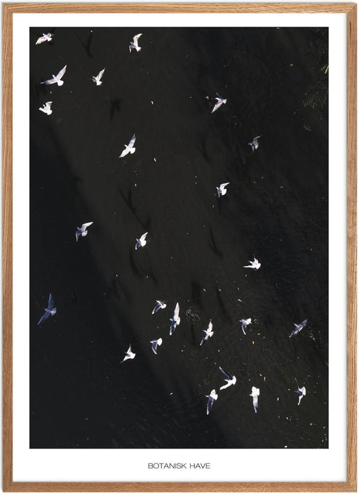 Botanisk Have No. 2 Plakat - Plakatsnedkeren