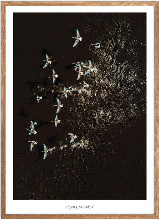 Kongens Kær - Fugle Plakat - Plakatsnedkeren