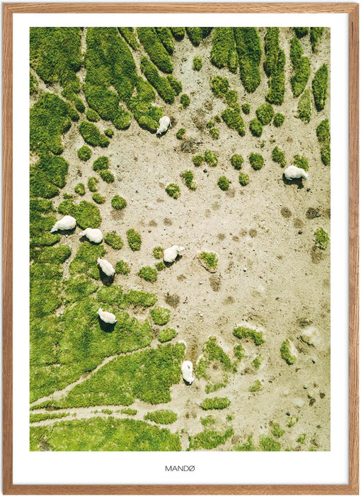 Mandø Får Plakat