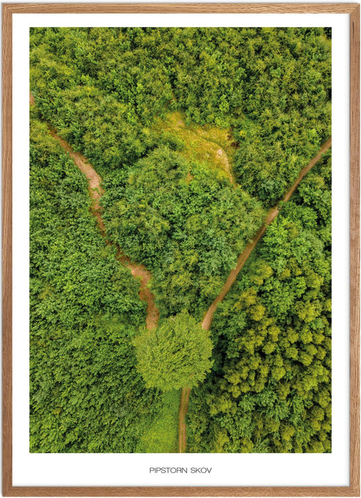 Pipstorn Skov Plakat